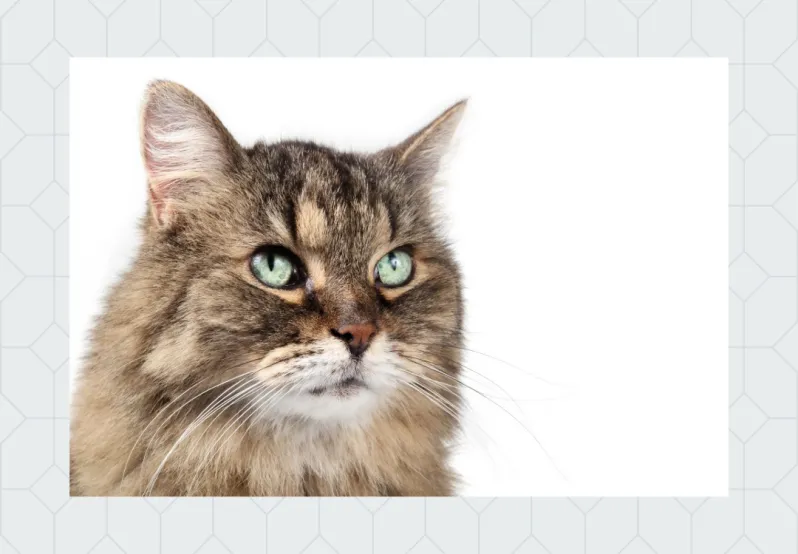 Decorative photo of cat