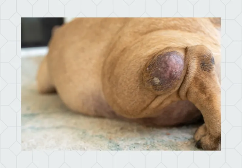Decorative photo of dog with tumor on hind leg.