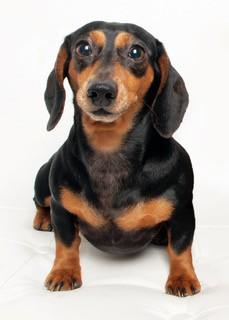 ebby the dachshund