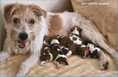 Jazz and her Puppies