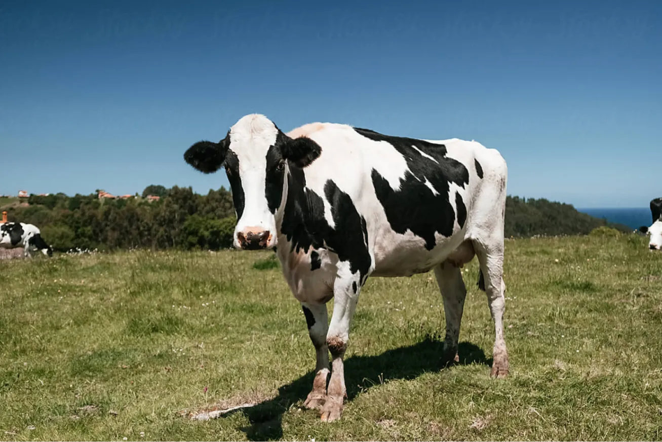 This is not a cow. 