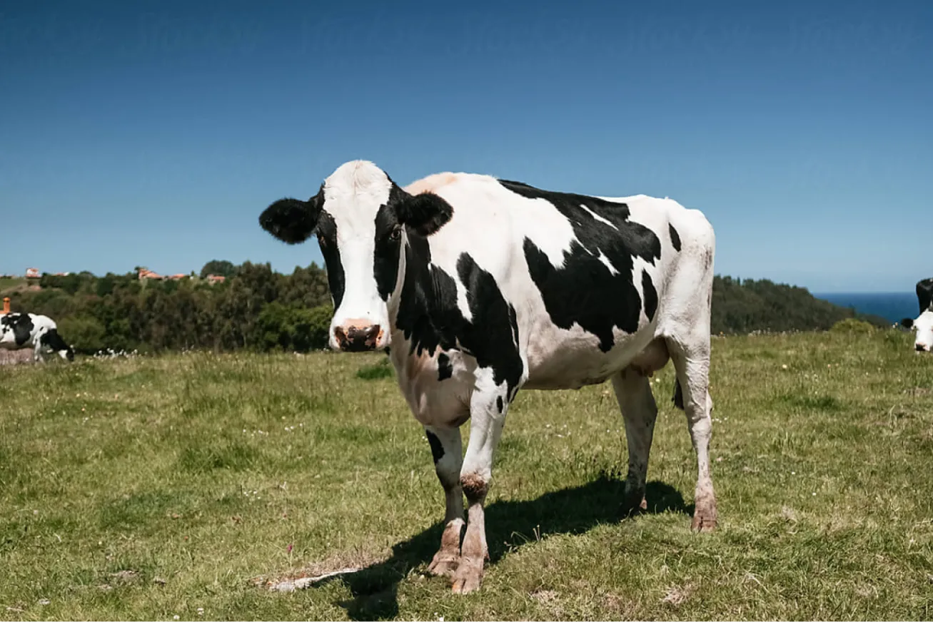 This is not a cow.