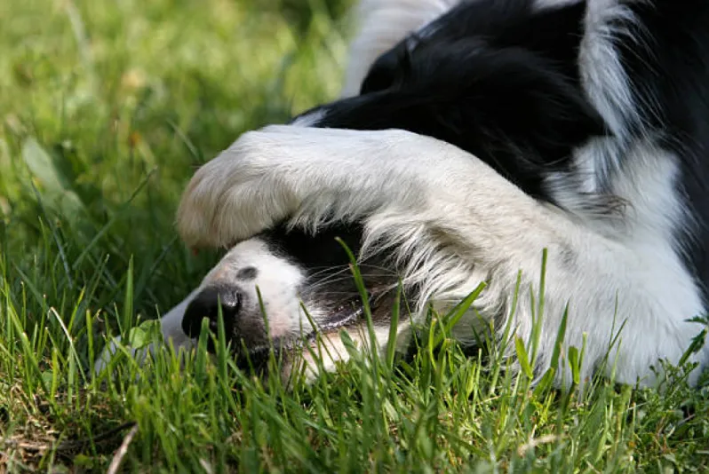 dog covering their eyes