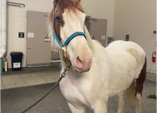 Percy the horse who had tumor on his mandible