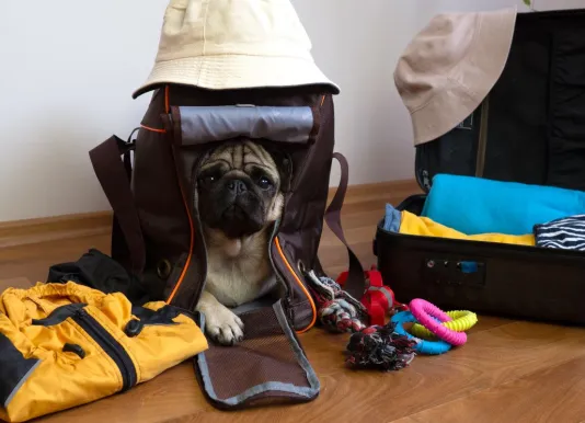 Pack of luggage for traveling with pets