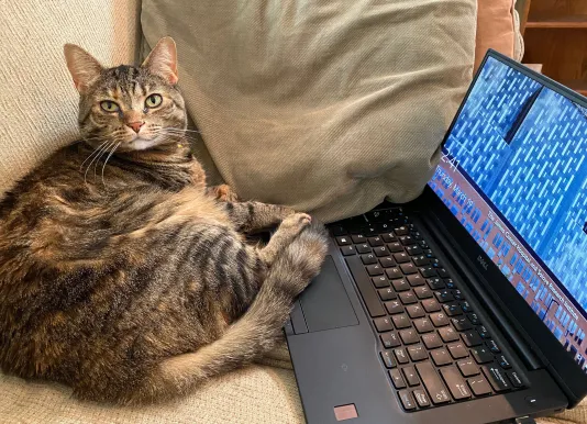 large cat sitting next to open laptop computer on couch 