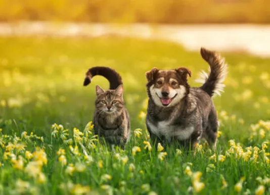 dog and cat in field