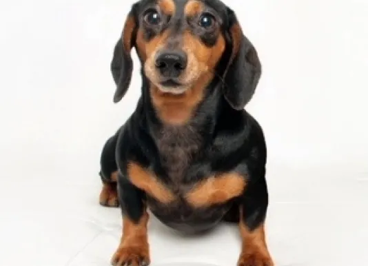 ebby the dachshund
