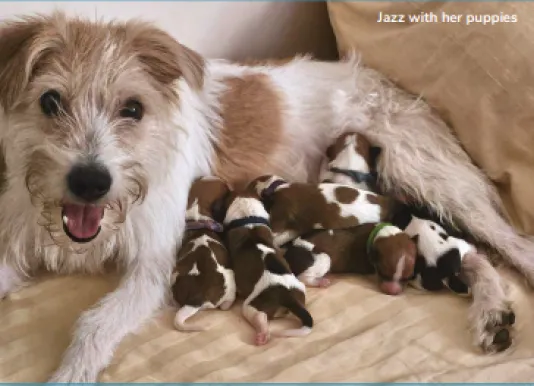 Jazz and her Puppies