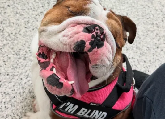 lucie the bulldog