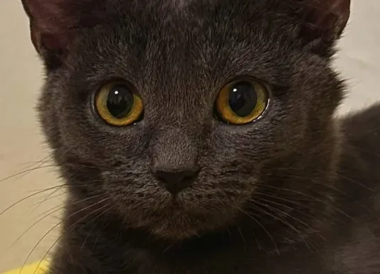Margherita the cat