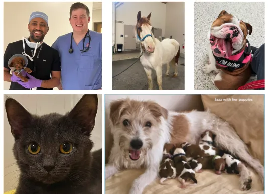 collage of photos including faculty holding puppy, horse, blind bulldog, cat and dog with puppies