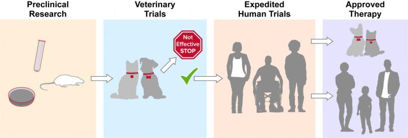 Graphic of clinical trials process