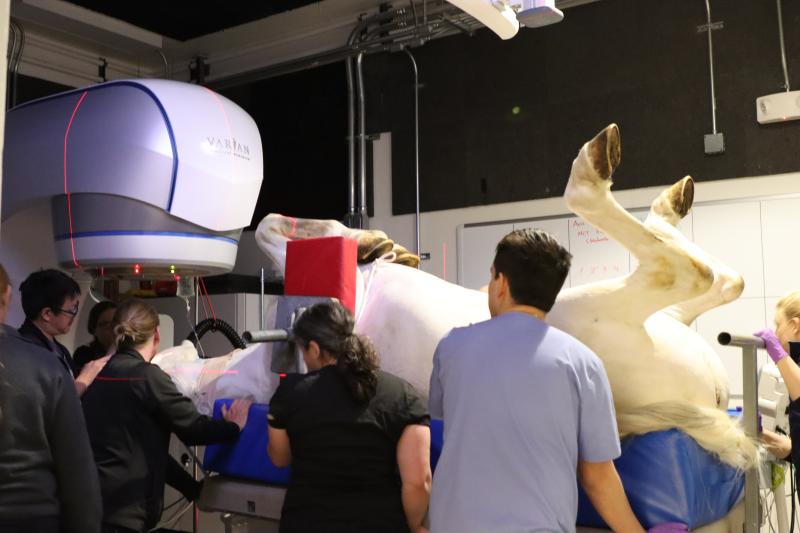 Dan Dee receiving external beam radiation for recurrent equine head cancer.