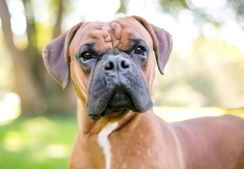 Close up of a purebred Boxer dog outdoors