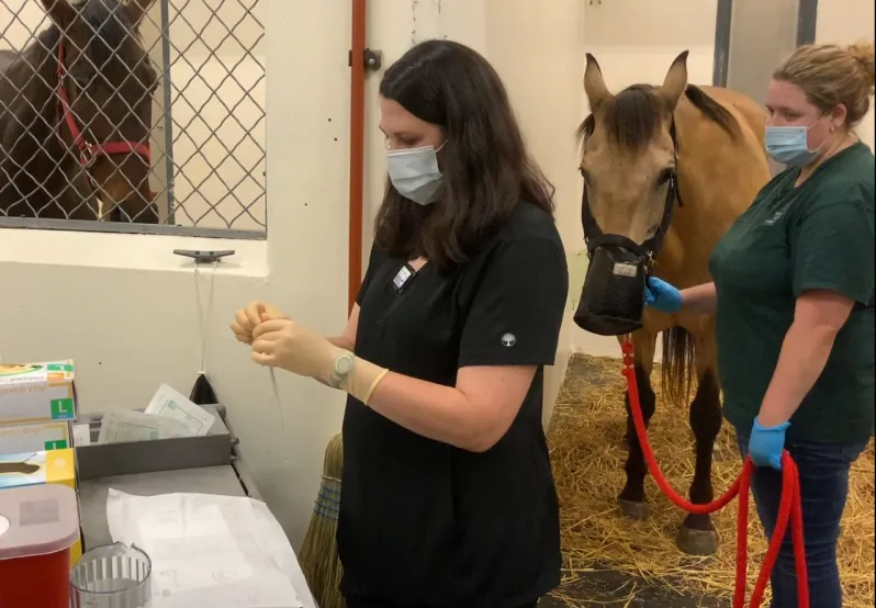 Equine tech and vet assistant prepping horse for procedure