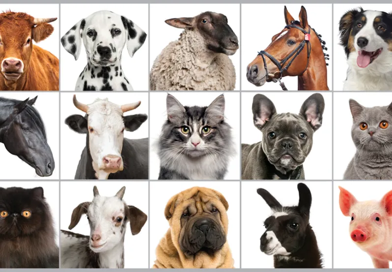 Dogs, cats, farm animals and horses 