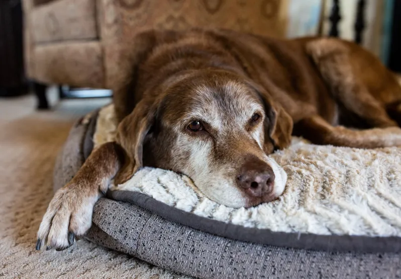 Old dog comfortable on dog bed
