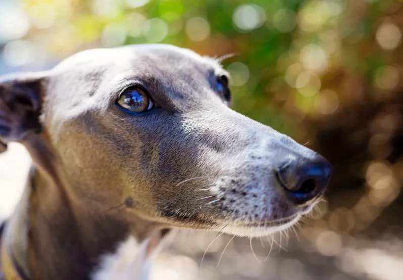 greyhound head shot for blood bank