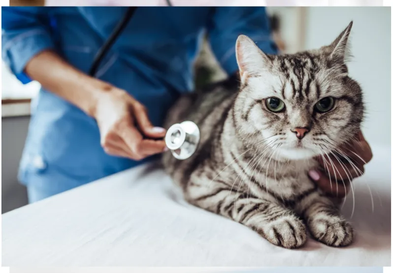 decorative photo of cat getting an exam