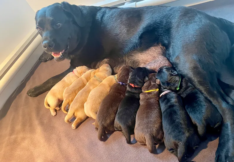 Theriogenology patient Fiona and her pups