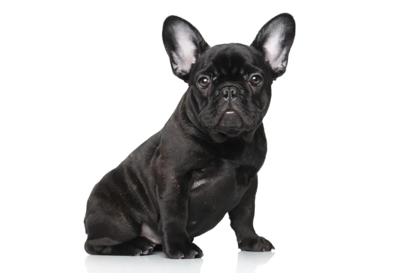 french bulldog