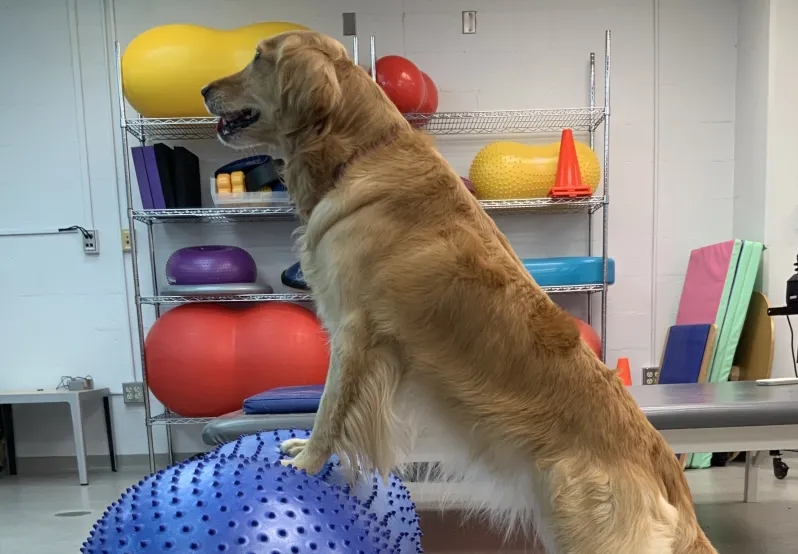 Photo of dog receiving balance training
