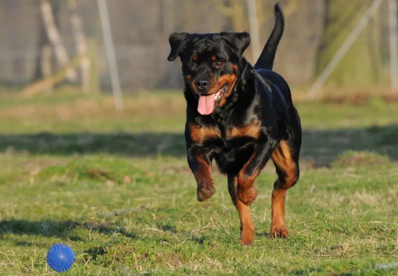 Rottweiler running stock photo