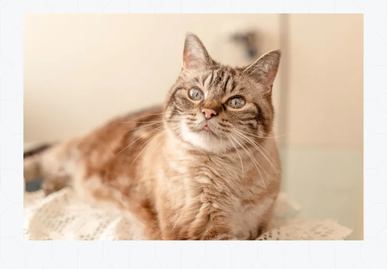 Decorative photo of cat