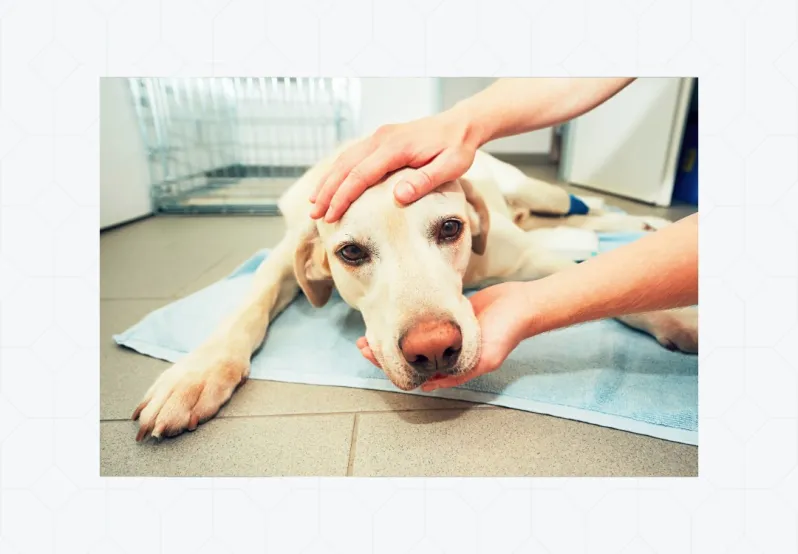  Decorative photo of dog in a veterinary clinic.