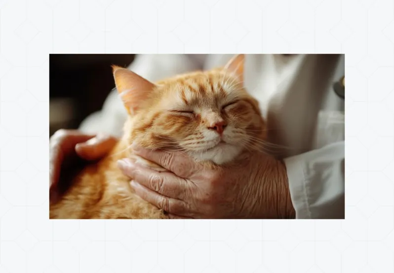 decorative photo of cat being held.