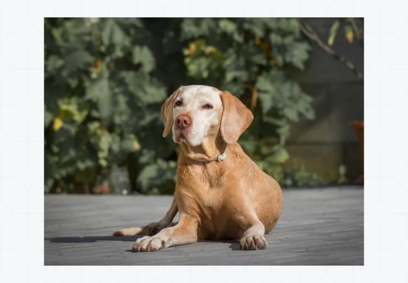 decorative photo of dog laying down.
