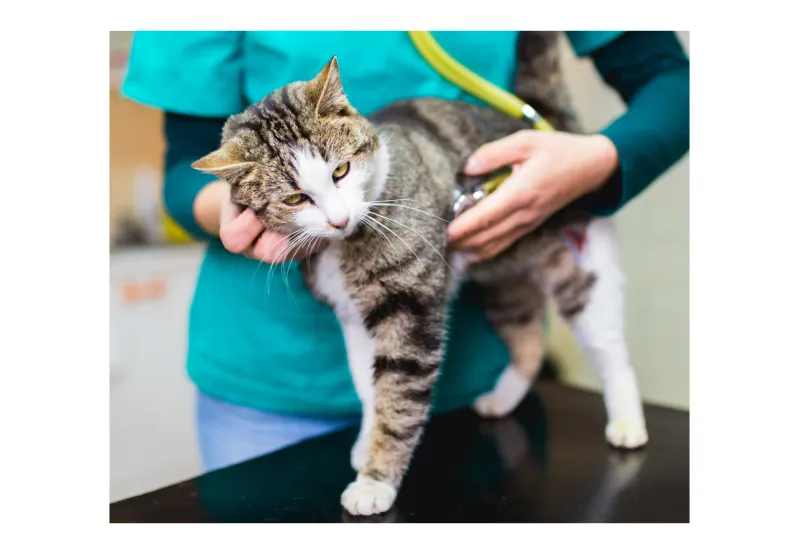 Cat being examined by veterinarian. 