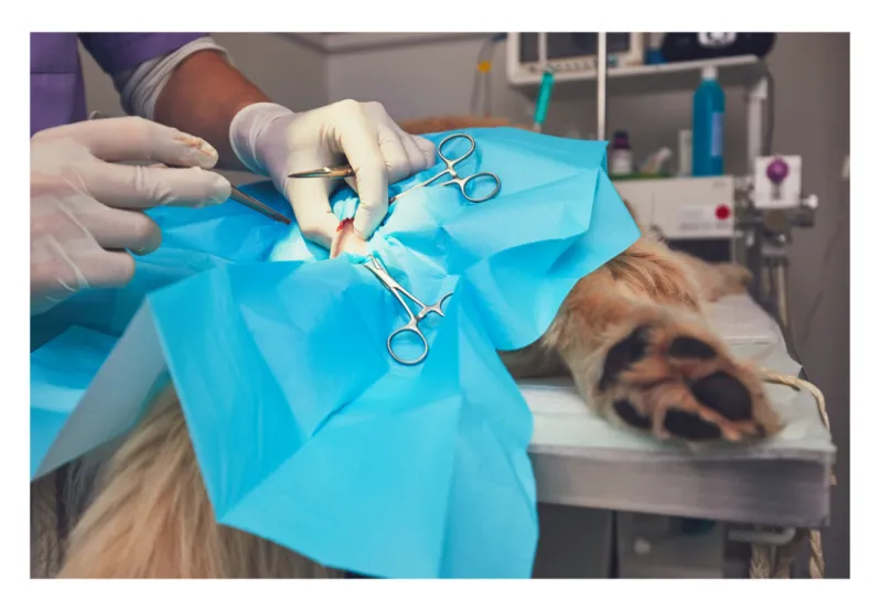 Decorative Icon photo of dog being prepped for surgery.