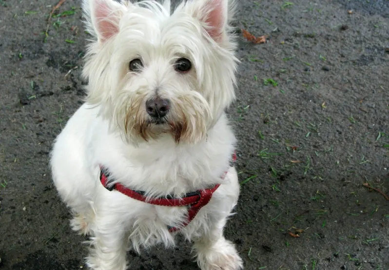 white west highland terrier dog stock photo