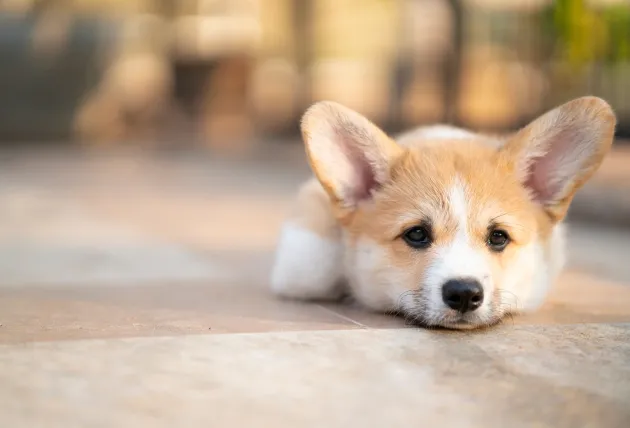 Sweet tired dog on wood floor