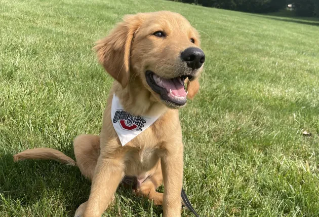 Golden Retriever Mix named Ranger by Elizabeth Porteus