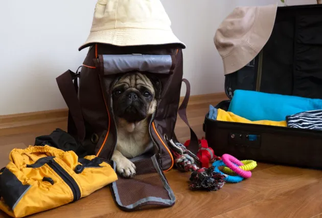 Pack of luggage for traveling with pets