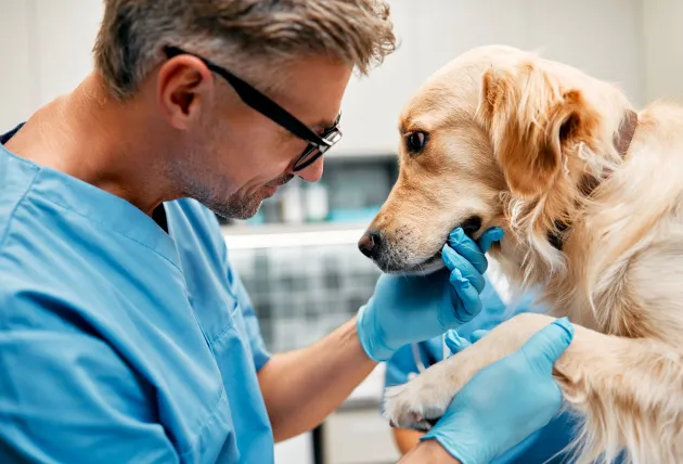 Male veterinarian with golden 