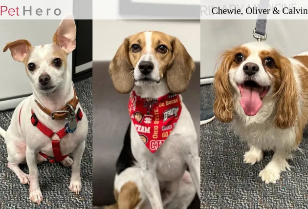 Pet Hero - Chewie, Oliver, Calvin