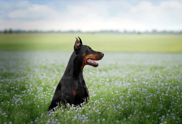 Doberman pincher in a field