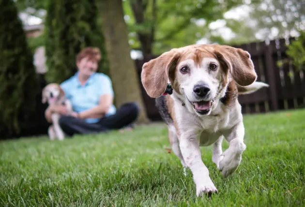 beagle dog running in grassy backyard