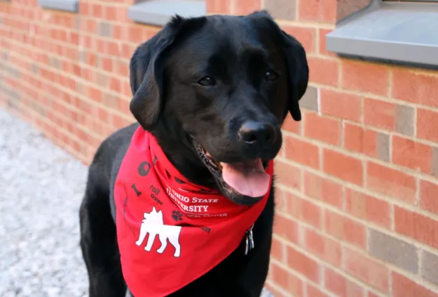 black lab wearing scarlet vmc bandana in knight courtyard 