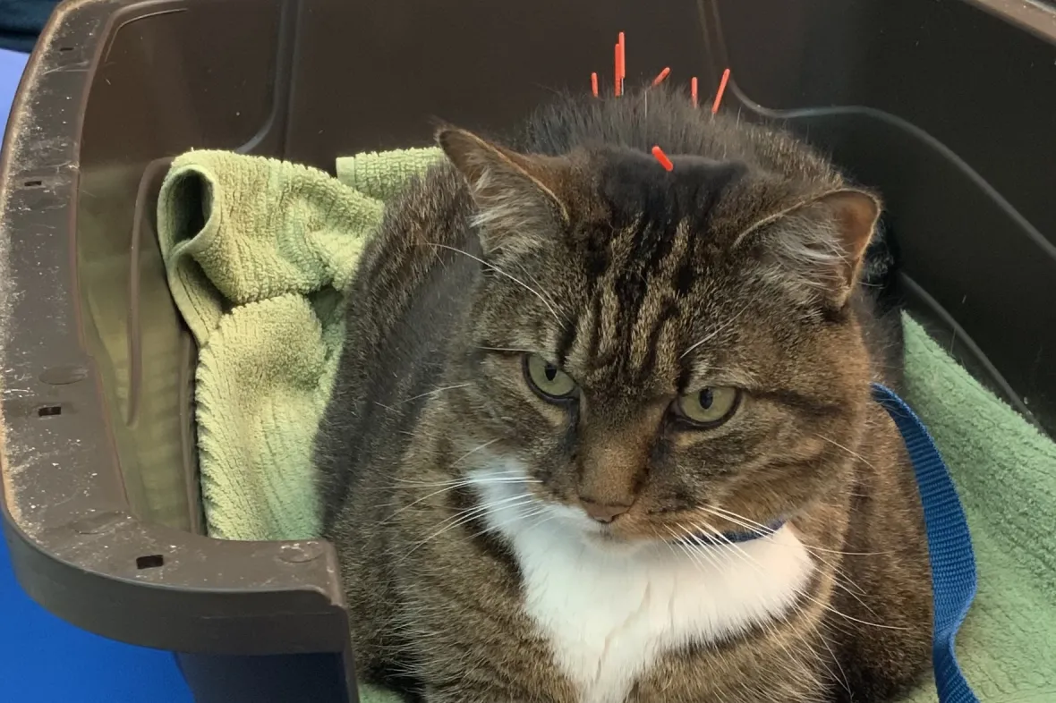 Photo of cat receiving acupuncture