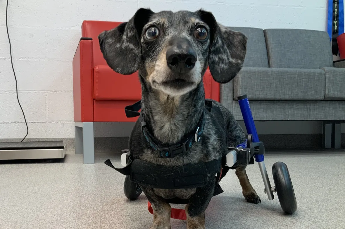 Photo of dog using wheelchair