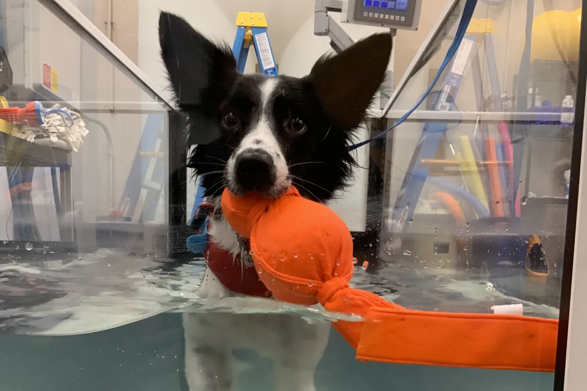 Photo of dog receiving rehabilitation