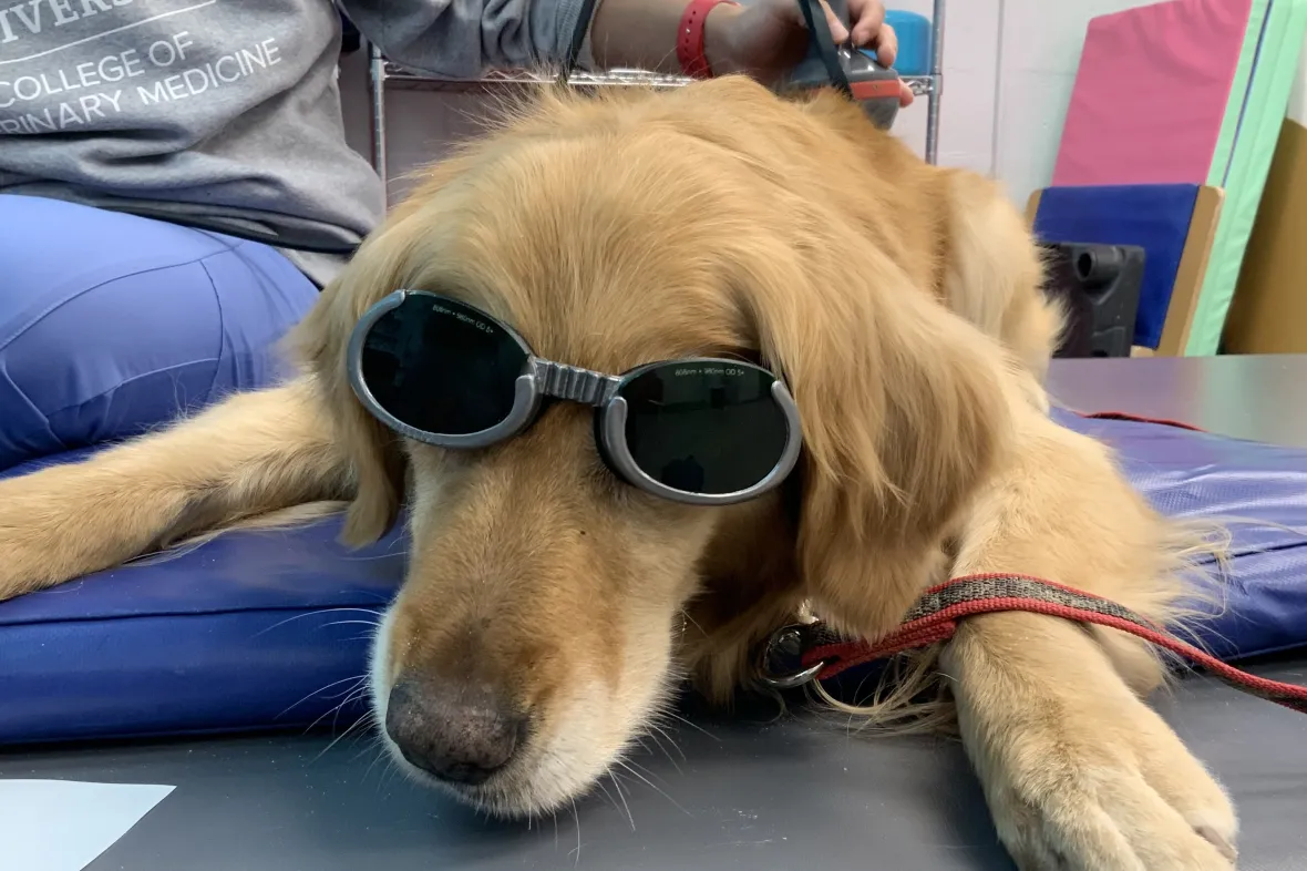 Photo of dog receiving treatment