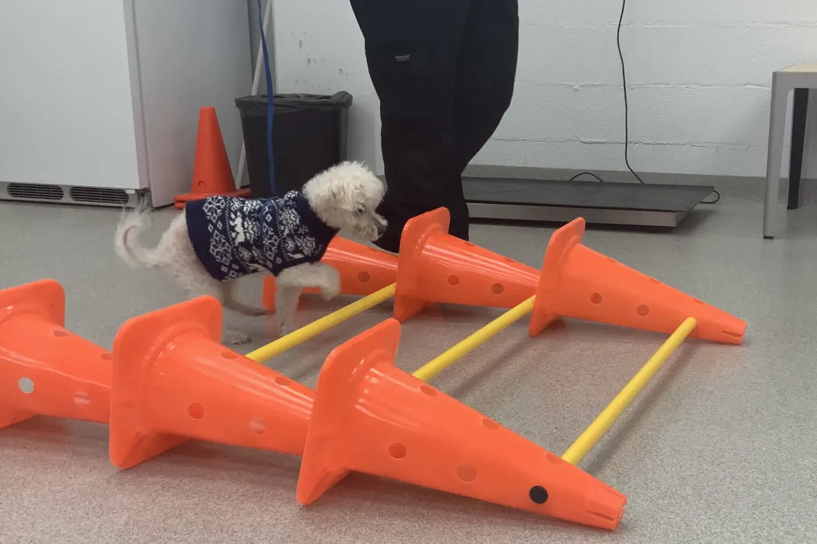 Photo of dog completing obstacles
