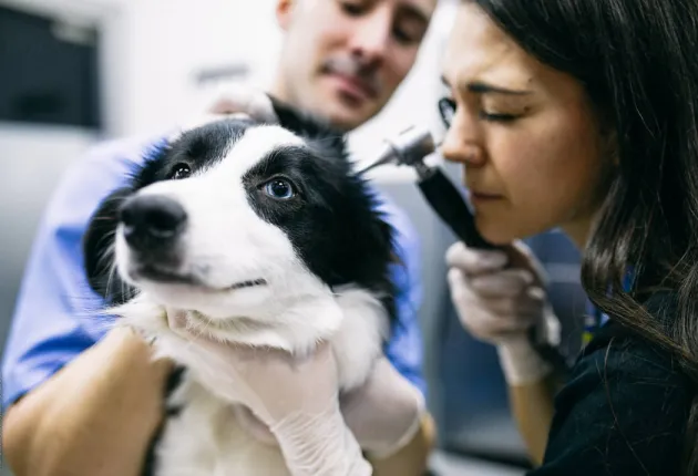 dog checkup