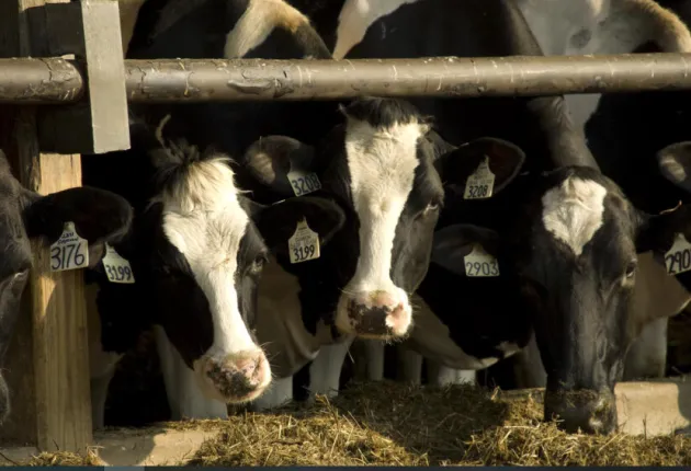 Cows on a commercial dairy farm 